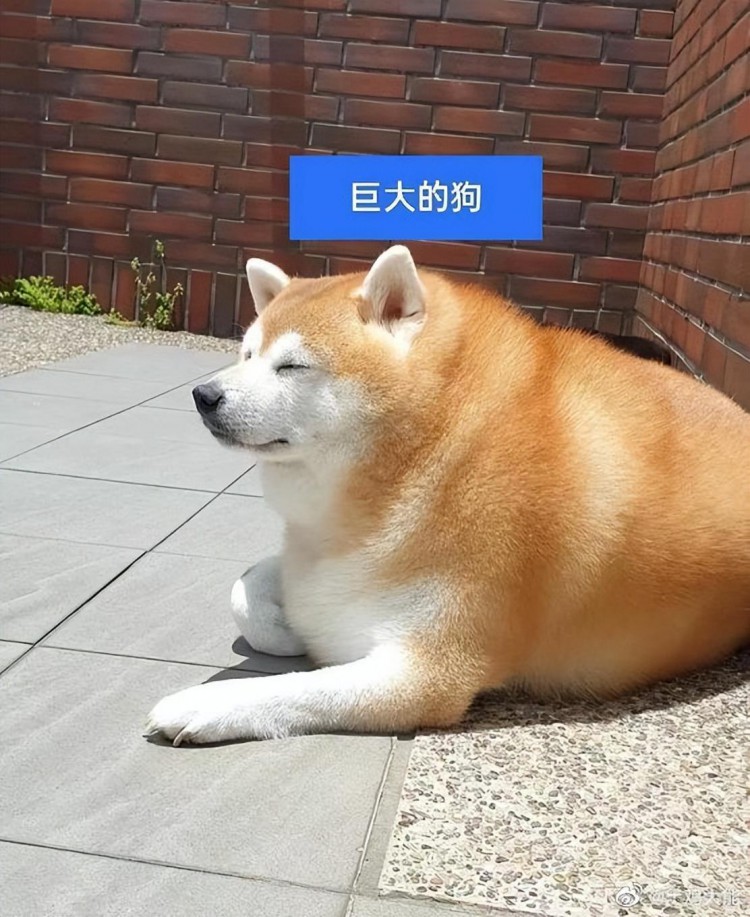 MEME板塊：SHIB和DOGE後續該怎麼走