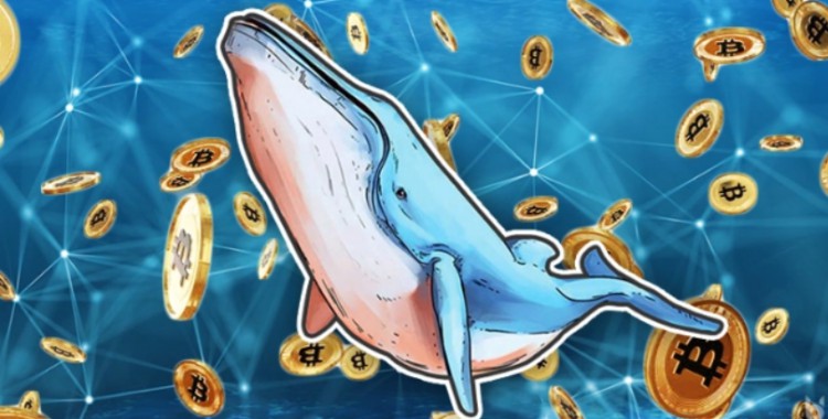 Bitcoin Whales Increase Holdings, Anticipate Price