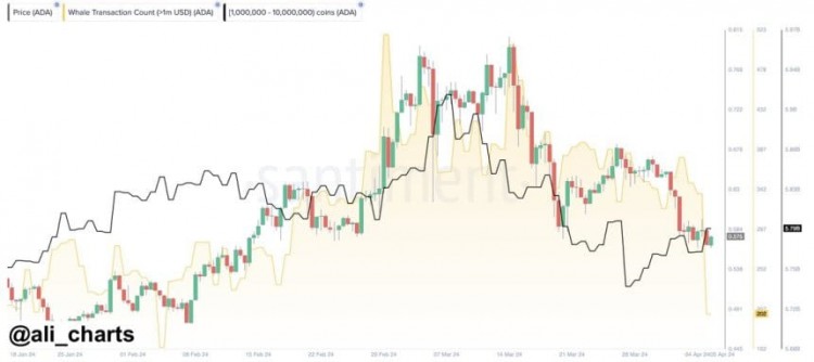 卡爾達諾價格動盪：鯨魚能否推動 ADA 從最近的暴跌中復活？